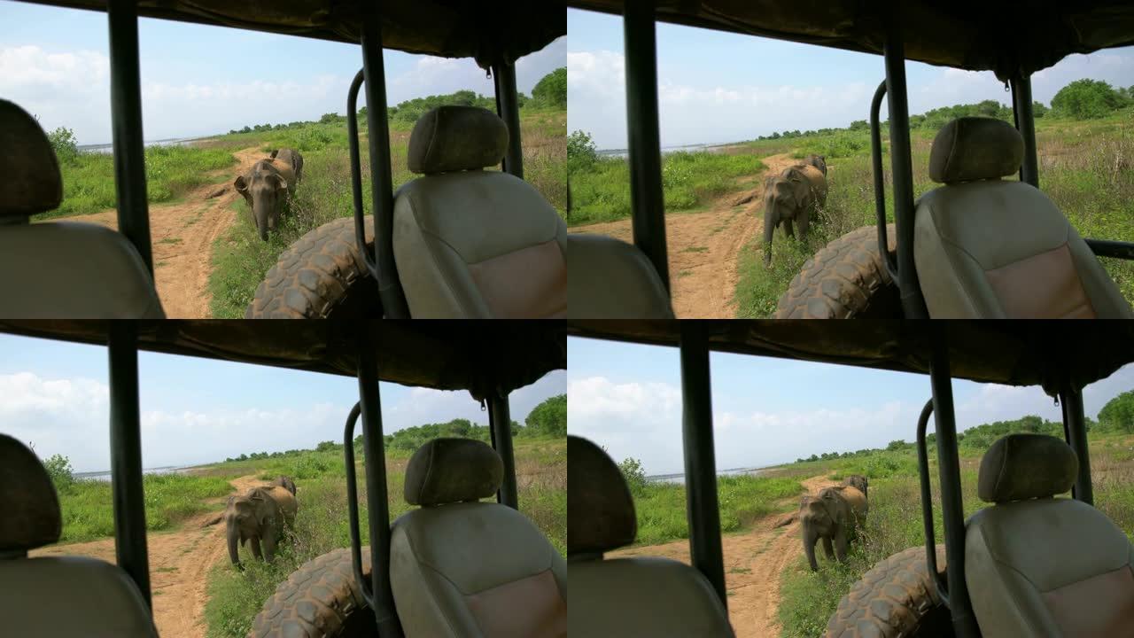 Ms elephants behind safari vehicle,斯里兰卡