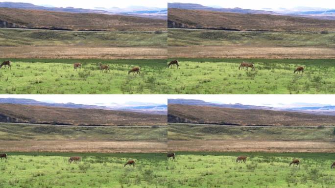 在英格兰苏格兰，以山为背景的田野上的鹿