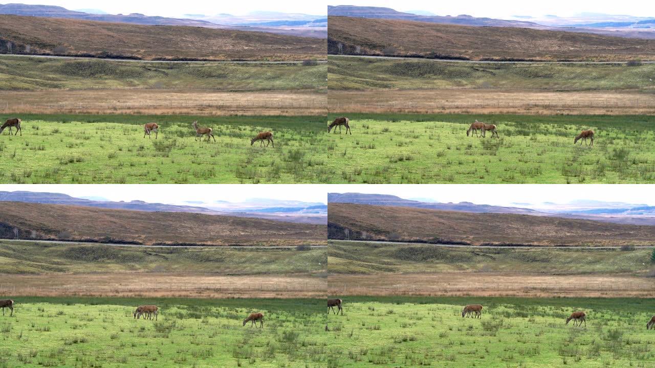 在英格兰苏格兰，以山为背景的田野上的鹿