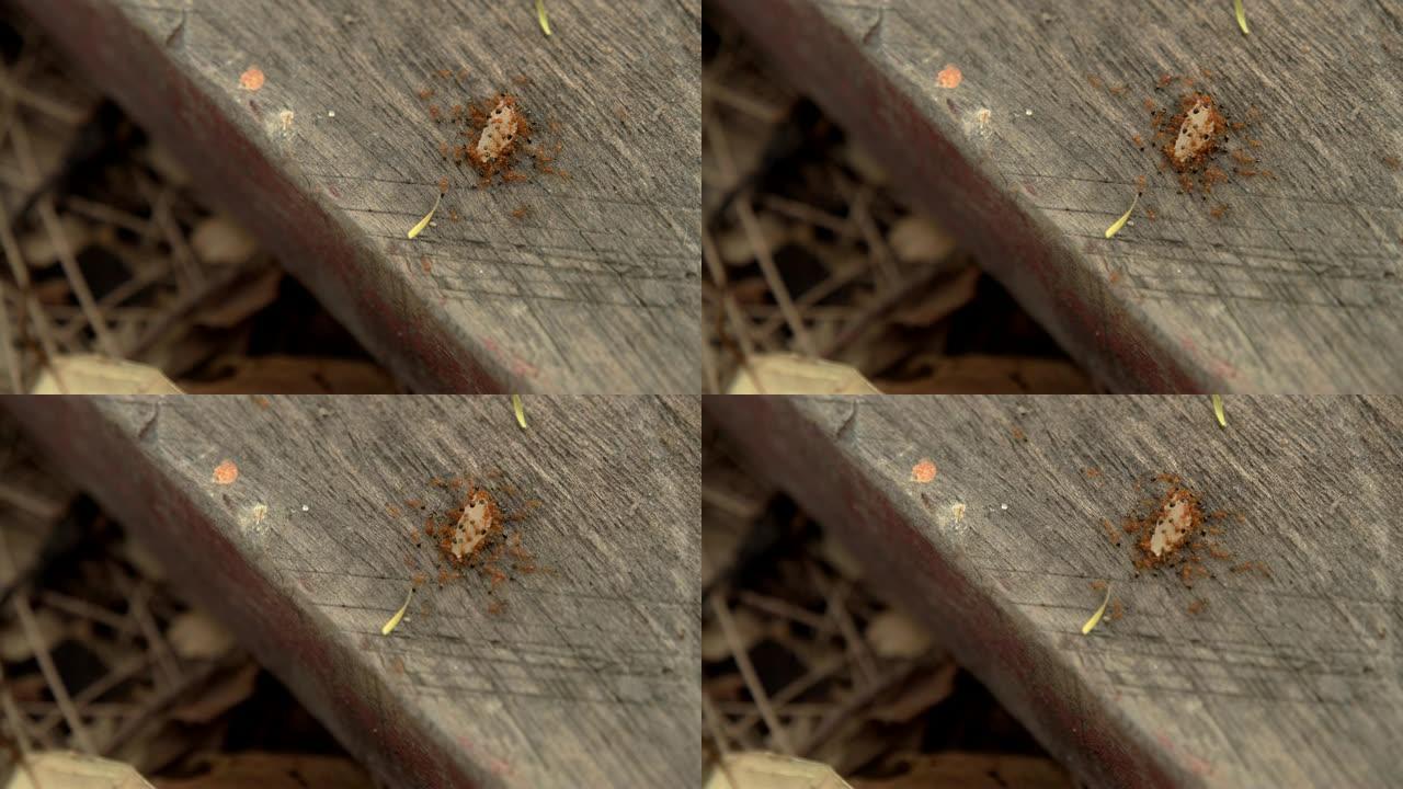 旧木板上的小蚂蚁