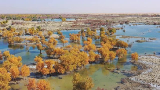 新疆鸟瞰图大自然白桦林水资源水源水域盐碱