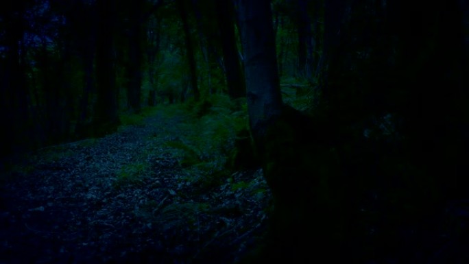 晚上路过老树黑树林晚上