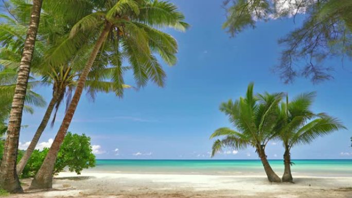热带海滩，棕榈树，假日