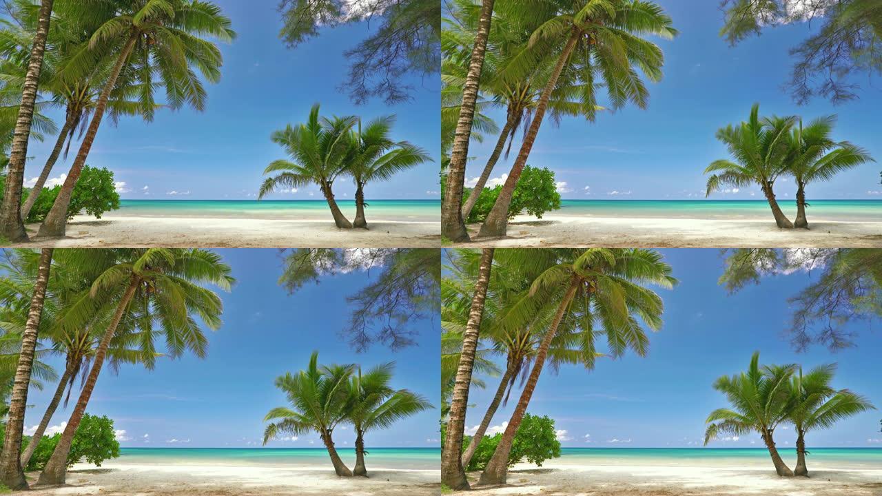 热带海滩，棕榈树，假日