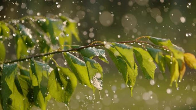 铜雨落在绿色果树上