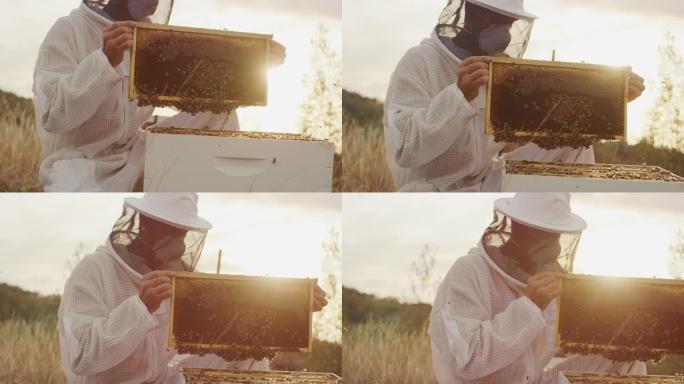 日落时收获蜂蜜