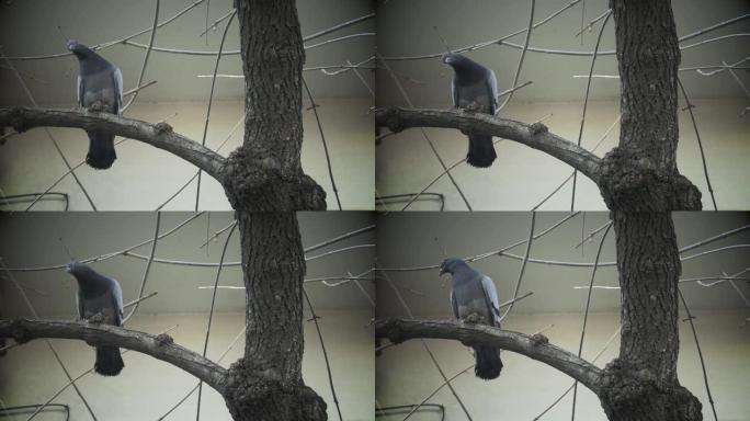 鸽子栖息在树上。特写。