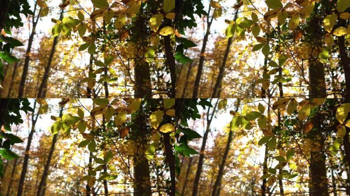 4k秋叶树叶透光仰拍大树阳光