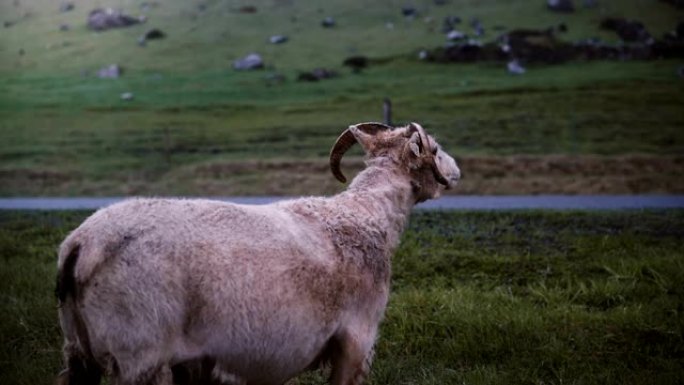 山羊独自在田野上行走。农场动物在冰岛绿草丛生的草地上放牧。