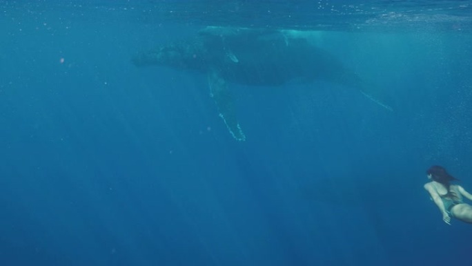 与鲸鱼一起游泳海底潜水观赏鱼鲸鱼