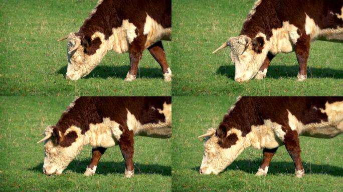 牛在田间吃草