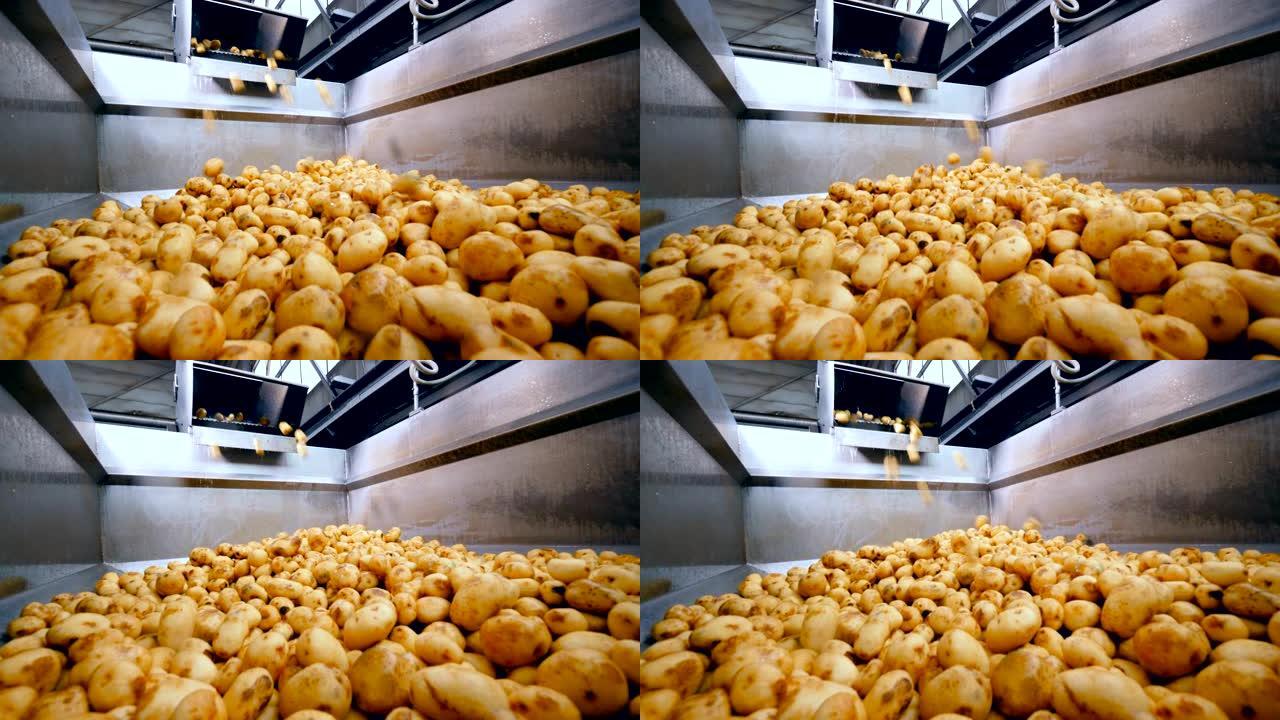 食品设施中装满干净土豆的容器。