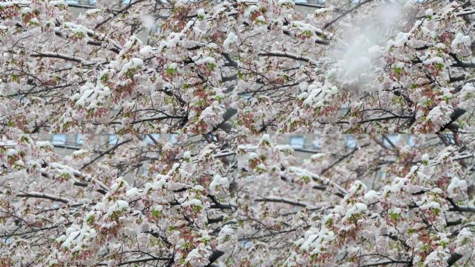 盛开的季节雪和樱花