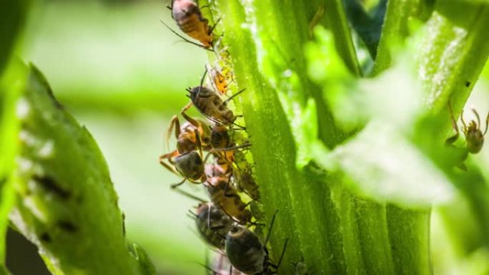 蚂蚁和蚜虫害虫微观