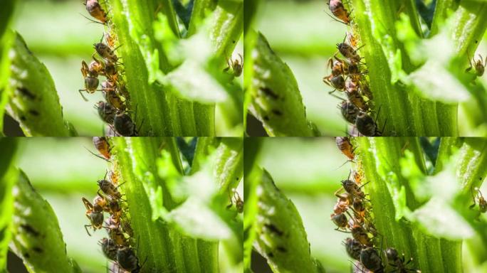 蚂蚁和蚜虫害虫微观