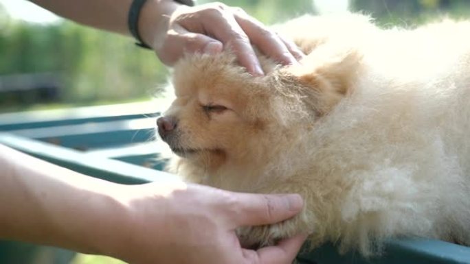 博美犬给他的男主人