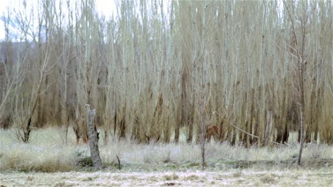 森林中的马 (阿根廷巴塔哥尼亚)。