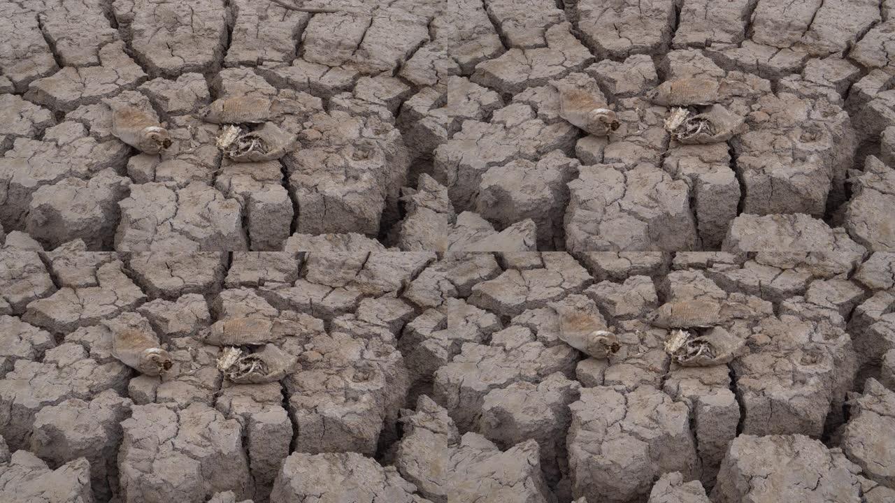 由于气候变化和全球变暖造成的干旱，在干燥的大坝的破裂的泥面上躺着死鱼的4k特写视图