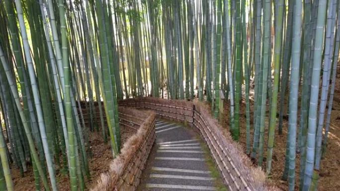 走道竹隧道命名为京都的岚山竹林，日本旅游地标