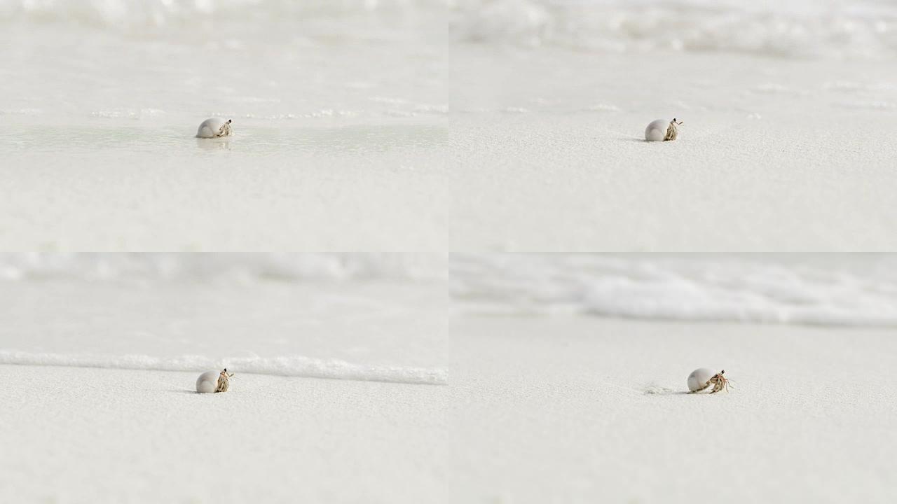 马尔代夫白色沙滩上海浪中的贝壳沙蟹