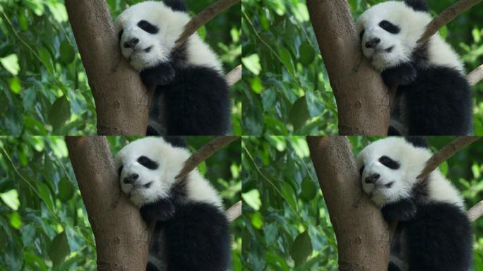 可爱又有趣的熊猫宝宝睡在树上，摇曳。绿色多汁的叶子背景。4K, UHD