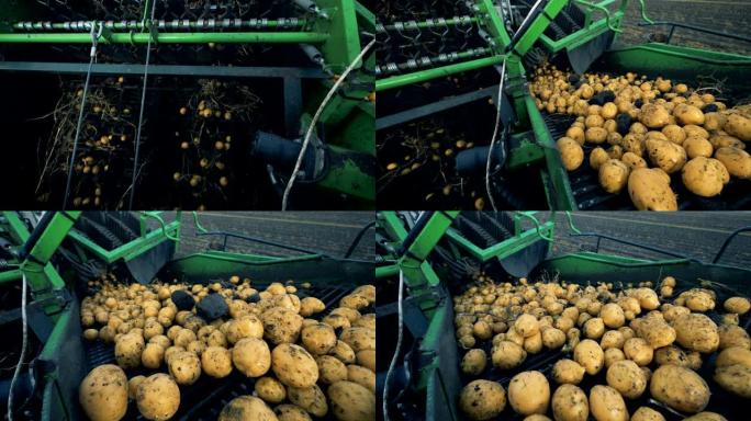 土豆在拖拉机传送带上，特写。