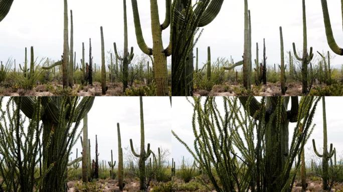 在美国亚利桑那州图森附近的纳纳公园沙漠中生长的大仙人掌和奥科蒂洛仙人掌田附近留下的相机幻灯片。
