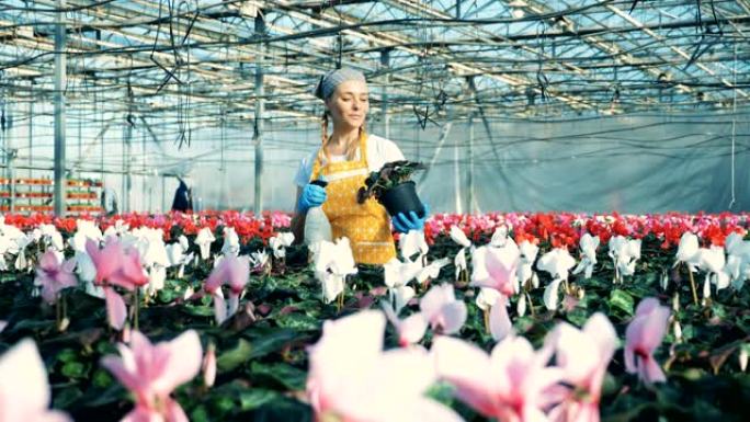 年轻女子在温室里工作的花盆里给仙客来花。