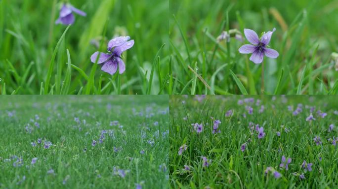 草地紫色花