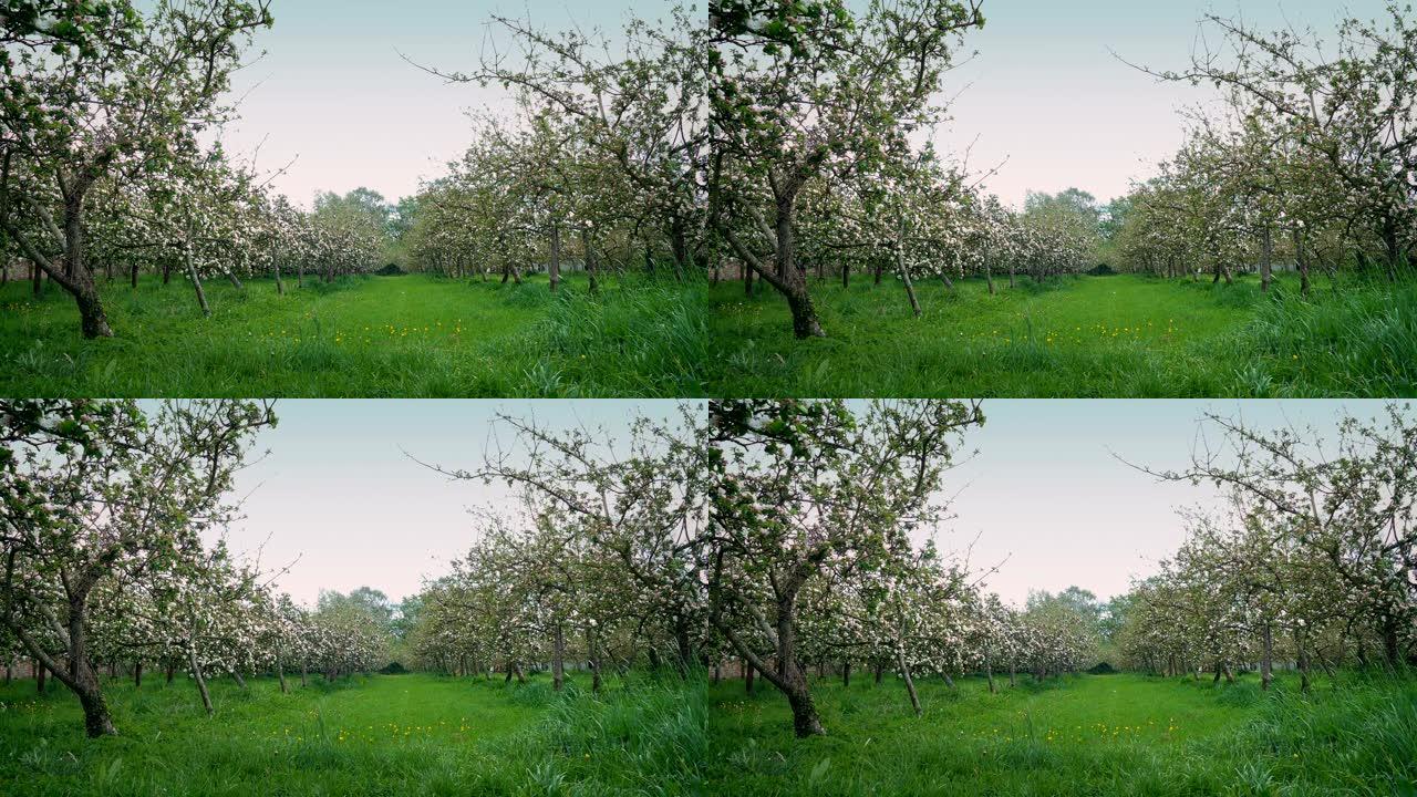 苹果树成排的果园素材