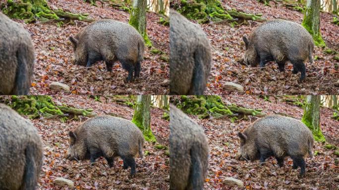 森林中的野猪 (Sus Scrofa)