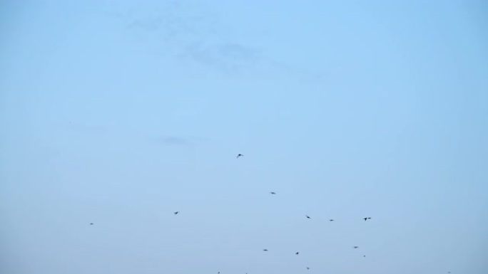鸟群在天空中飞翔素材