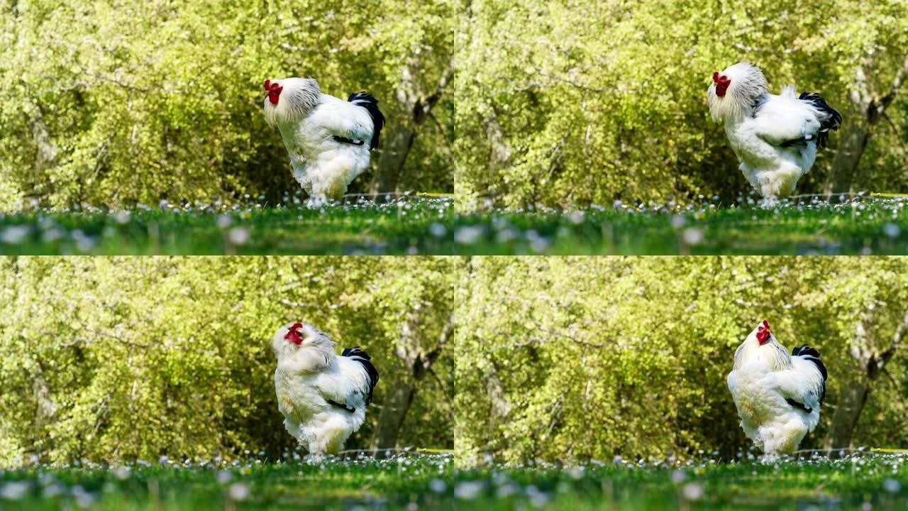 在农场上，一只巨大的白黑色公鸡，表情富有表情的公鸡在美丽的绿色自然背景上杜鹃