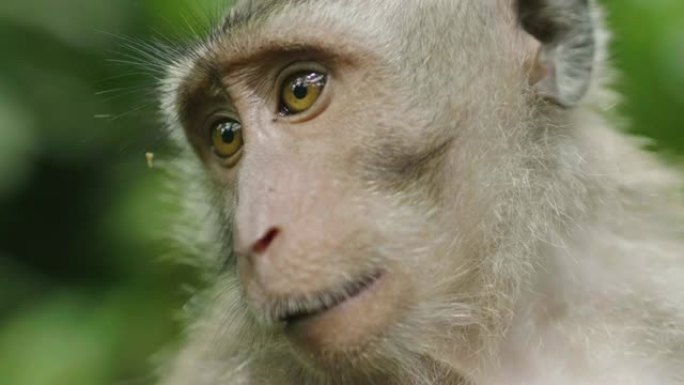 野生恒河猴猕猴的特写镜头，它的幼崽坐在印度尼西亚雨林的树枝上