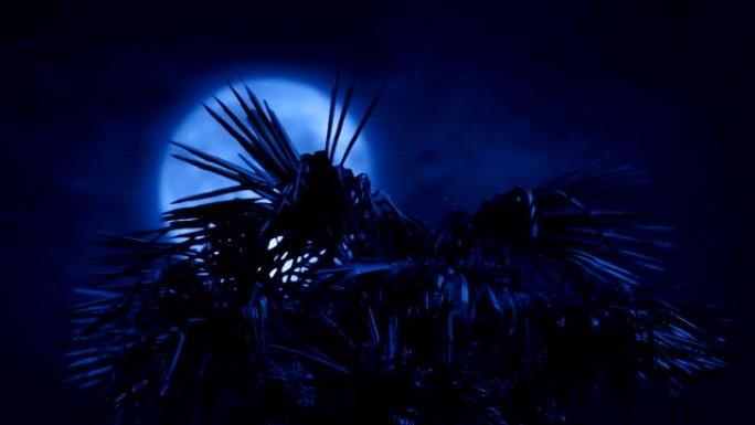 夜间强风中的棕榈树