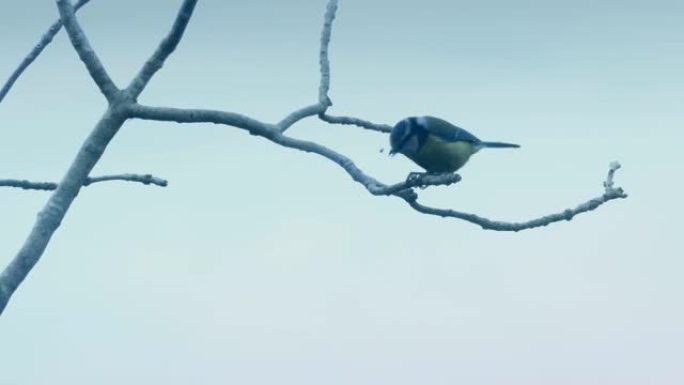 蓝山雀在树枝上吃东西然后飞走