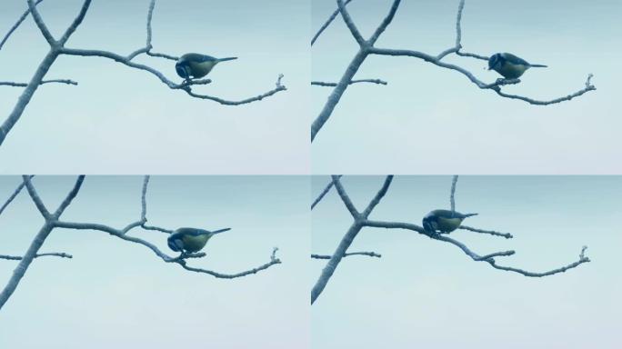 蓝山雀在树枝上吃东西然后飞走