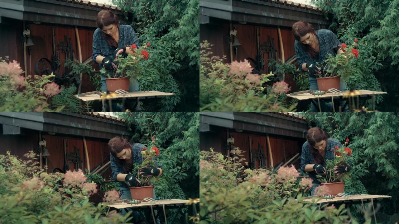 女人在花园里种花