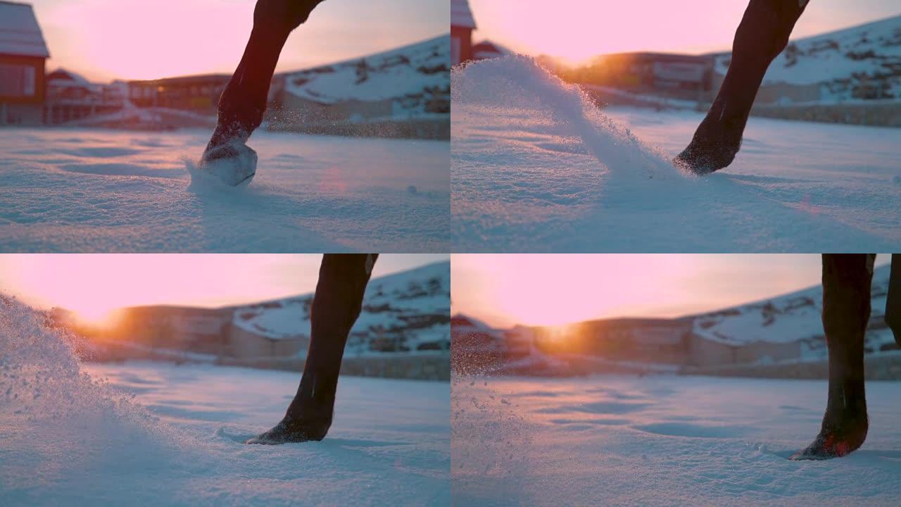 慢动作特写: 马在新鲜的雪中行走，在阳光下喷洒雪花