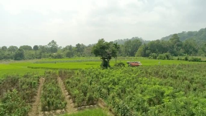 WS阳光明媚，郁郁葱葱，乡村绿色田野，斯里兰卡