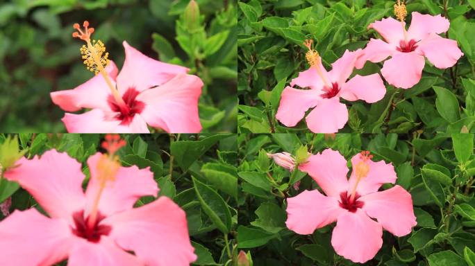 粉红木芙蓉花粉色木芙蓉花