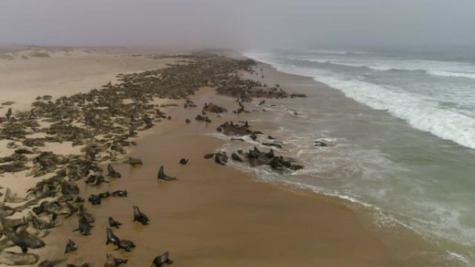 4k空中飞越纳米比亚纳米布沙漠海岸线上的一大群海角海狗的特写镜头