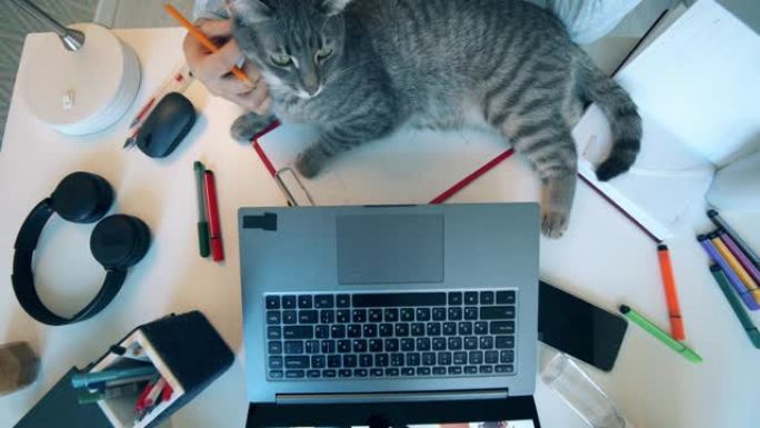 在新型冠状病毒肺炎锁定期间使用视频会议技术的女人。一个女人在家用笔记本电脑工作时抚摸她的猫。
