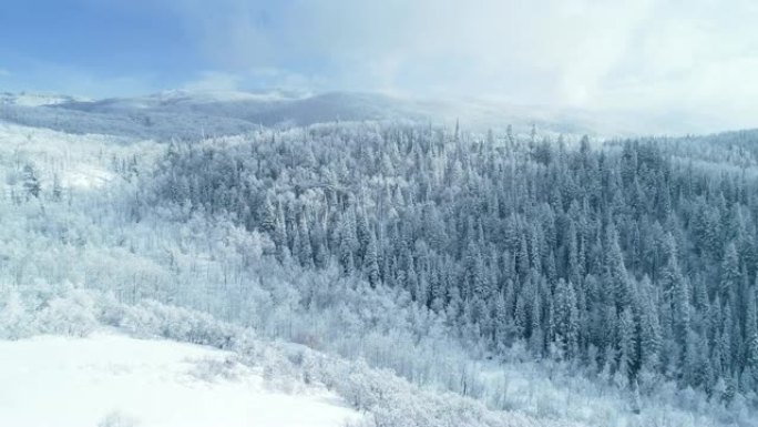 在晴朗的冬日，白雪覆盖的树木森林和美丽的山脉景观上方的鸟瞰图