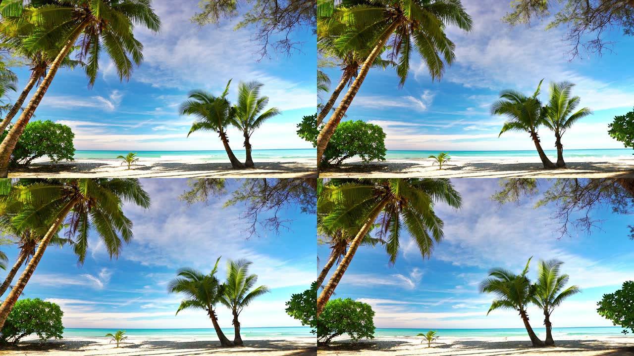 棕榈树。卢绪蒂海滩。自然，海洋，晴天，天空