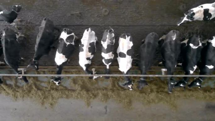 一群牛在一起吃饭，俯视图。