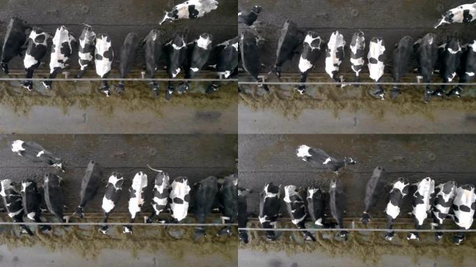 一群牛在一起吃饭，俯视图。