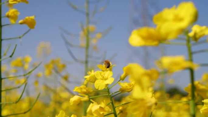 一只蜜蜂在黄色的迎春花上盘旋