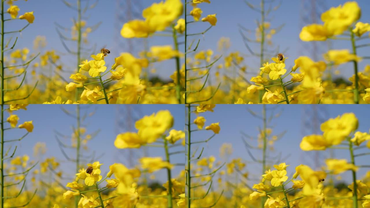 一只蜜蜂在黄色的迎春花上盘旋