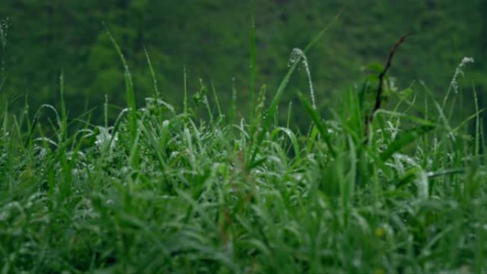 雨后的山区草地